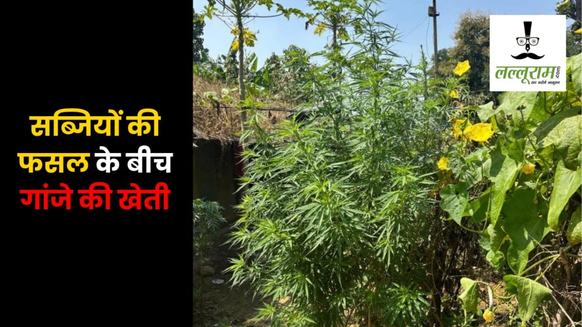 छत्तीसगढ़ : सब्जियों की फसल के बीच गांजे की खेती, पुलिस ने 112 पौधों किए जब्त, आरोपी गिरफ्तार