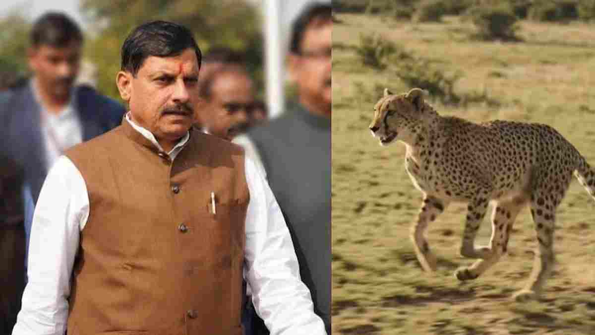 चीता प्रोजेक्ट को नया विस्तार: वीरांगना दुर्गावती टाइगर रिजर्व में बसेंगे चीते; 7 अक्टूबर को CM मोहन यादव करेंगे बाड़े में रिहा
