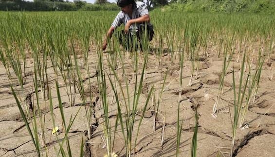 गुजरात के 4 जिले सूखाग्रस्त घोषित: सरकार किसानों को देगी 8500 रुपये प्रति हेक्टेयर
