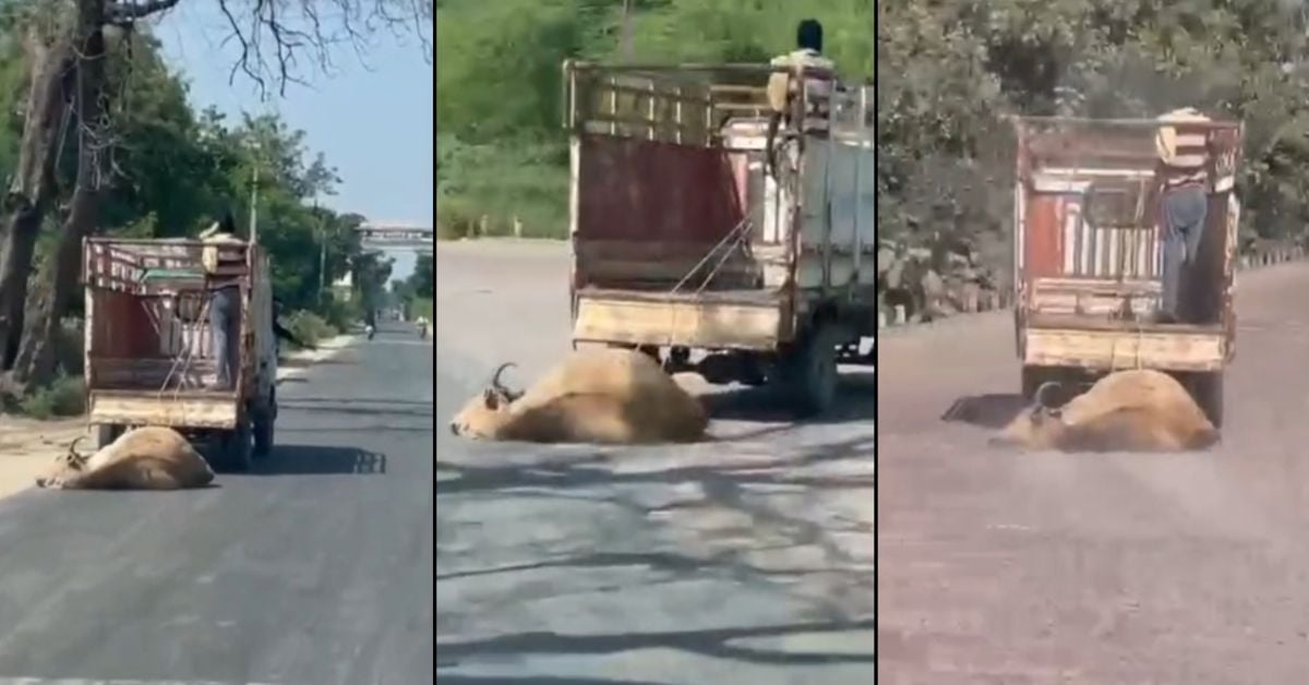 टीकमगढ़ में क्रूरता की हदें पार: मृत गाय के शव को लोडर वाहन से बांधकर सड़क पर घसीटा, वीडियो वायरल