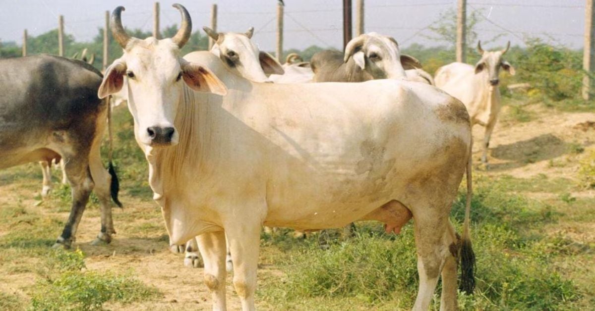 देसी गाय पालिए, हर महीने पाइए 900 रुपये! MP के 500 किसानों से शुरू होगी योजना, जानें पूरी डिटेल