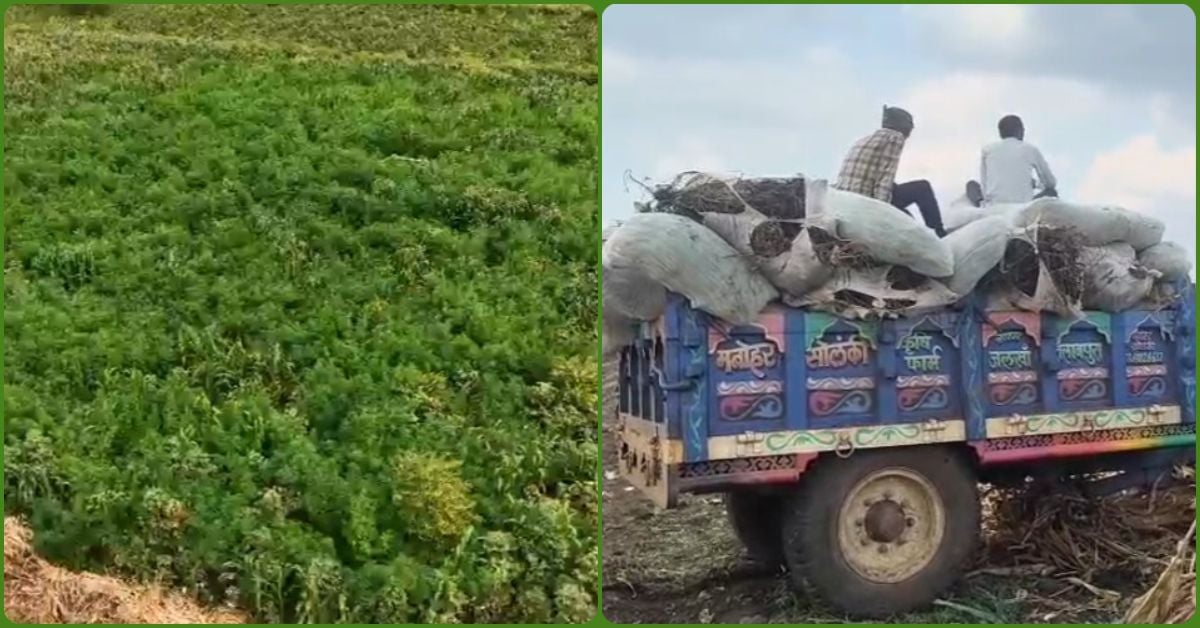 ‘ऑपरेशन प्रहार’ के तहत बड़ी कार्रवाई: खेतों के बीच उगाया गया 24 करोड़ का गांजा जब्त; 4 गिरफ्तार