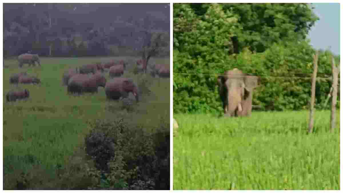 शहडोल में 62 हाथियों का मूवमेंट: कहीं फसलें बर्बाद तो कहीं गांवों में अंधेरा! हाथियों के बीच सेल्फी का खतरनाक शौक