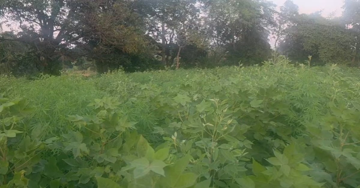 करोड़ों की अवैध गांजे की खेती का पर्दाफाश! आलीराजपुर में पुलिस ने दो आरोपियों को लिया हिरासत में, 20 क्विंटल से ज्यादा माल जब्त
