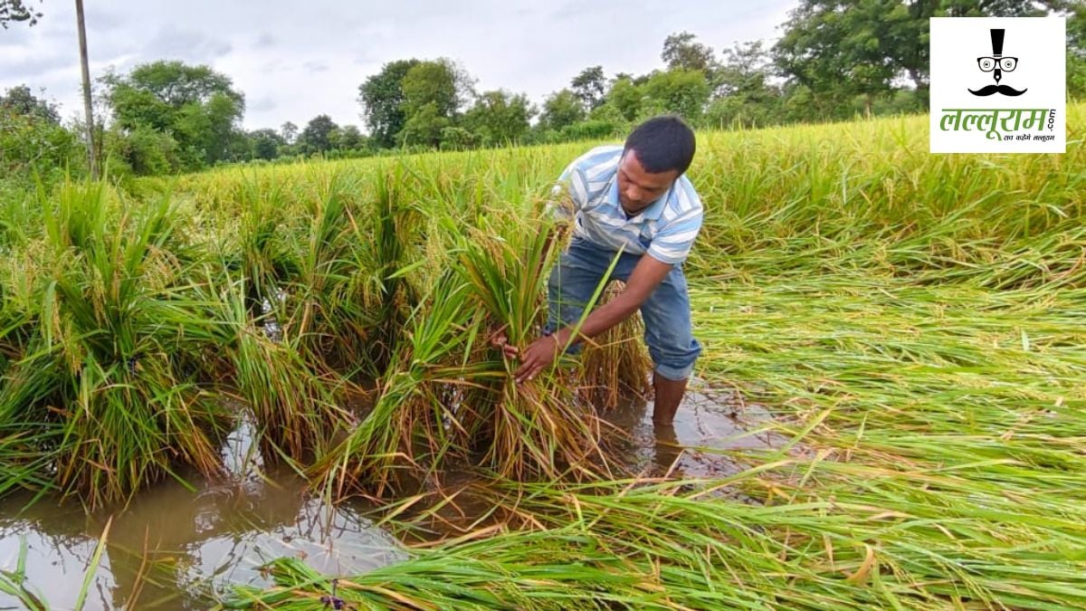 Cyclone Damages Crops : ‘अर्नब’ के असर से धान की फसलों को नुकसान, किसानों की बढ़ी परेशानी