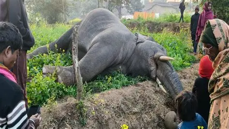 Jharkhand News: लातेहार के जंगल में मिला जंगली हाथी का शव, मौत की वजह अब भी रहस्य, होगा पोस्टमार्टम