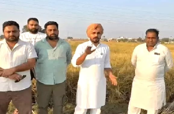 छतों और जोहड़ पर उगाई धान की फसल! फर्जी पोर्टल पंजीकरण से 32 लाख के घोटाले का आरोप