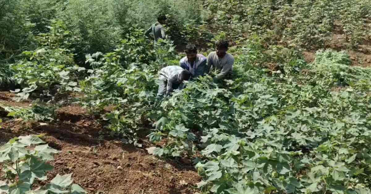 MP में अब तक की सबसे बड़ी कार्रवाई! 9 करोड़ 42 लाख का गांजा जब्त, पहाड़ों पर फैला था नशे का साम्राज्य!