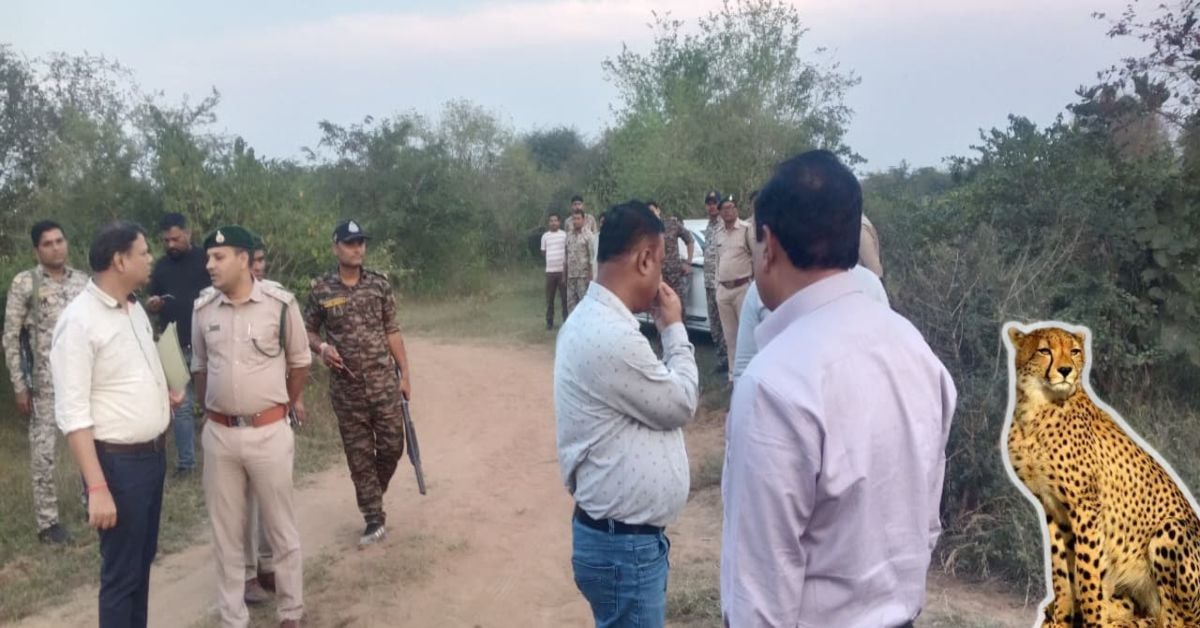 कूनो से बाहर निकला चीता KNG-22 कैसे बना शिकार? शरीर में मिले बंदूक के छर्रे, केंद्रीय टीम ने शुरू की जांच