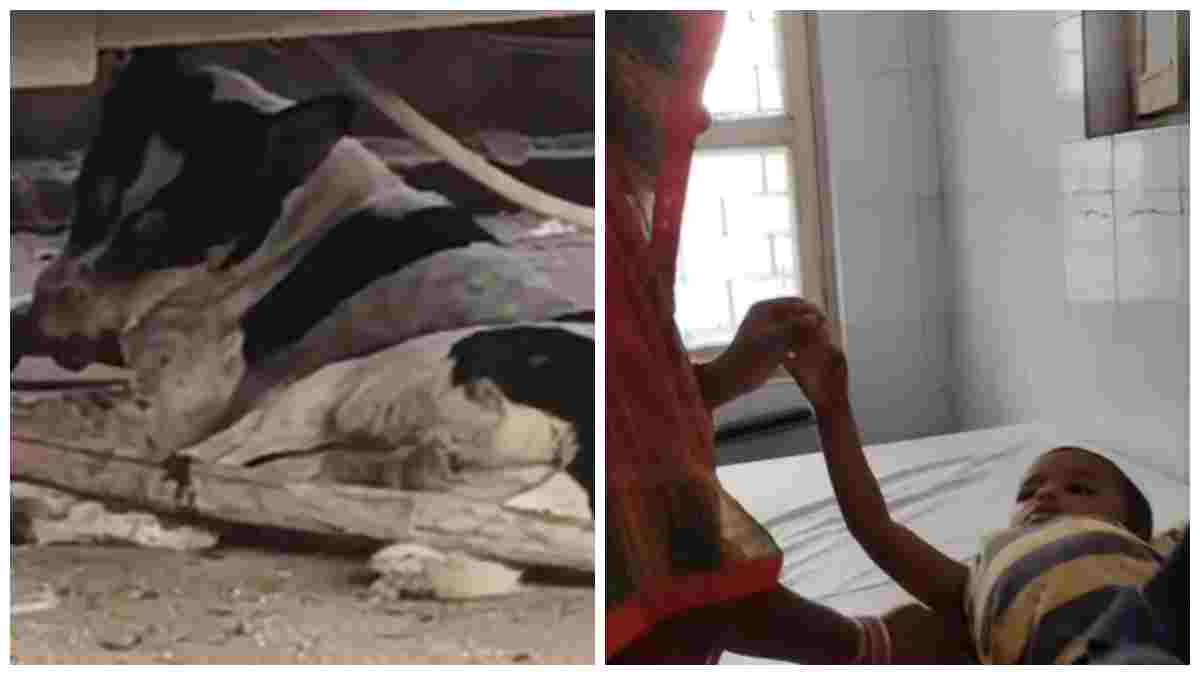 मैहर में आवारा कुत्ते का आतंक: दर्जनभर लोगों को काटकर किया घायल, 7 साल का मासूम रीवा रेफर 