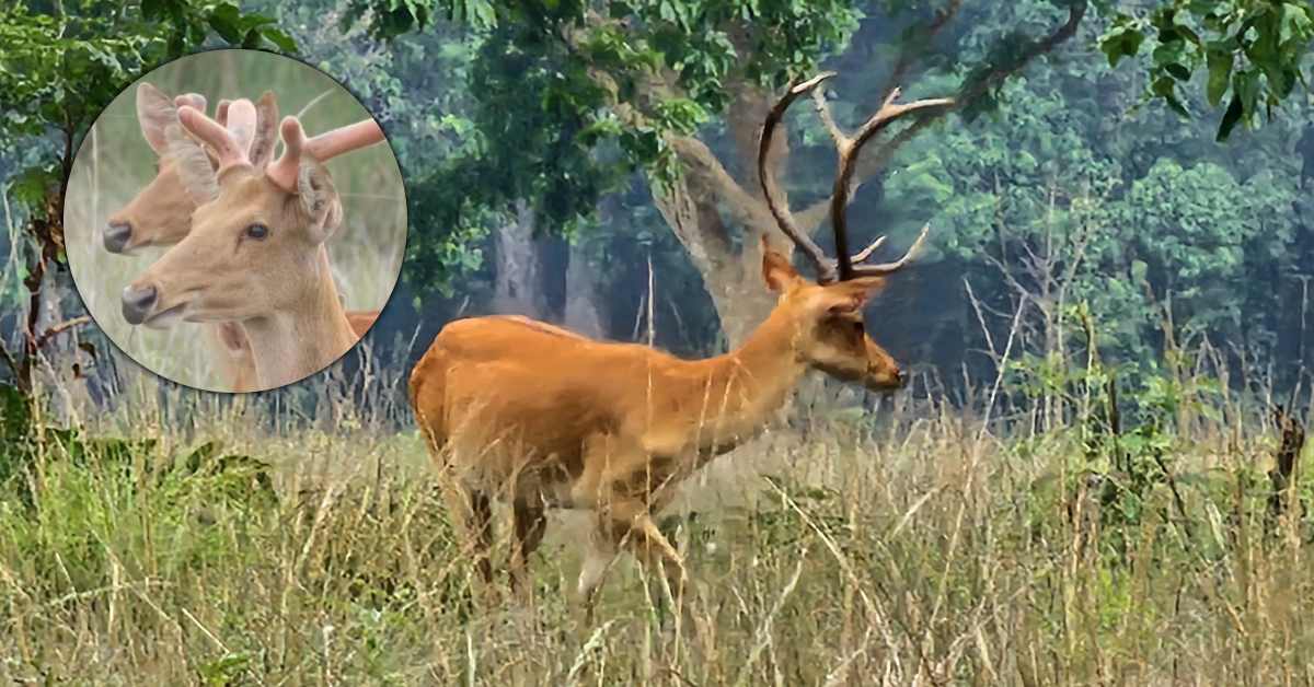 कान्हा में बारहसिंगा की संख्या 1100 पार: कभी संकट में था अस्तित्व… आज जंगल में गूंज रही नई उम्मीद!