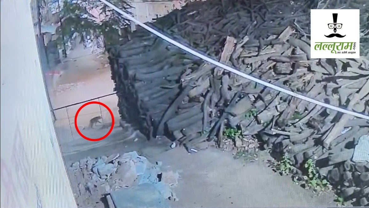 CG News : शहर में फिर तेंदुए की दस्तक, CCTV में कैद हुई चहलकदमी