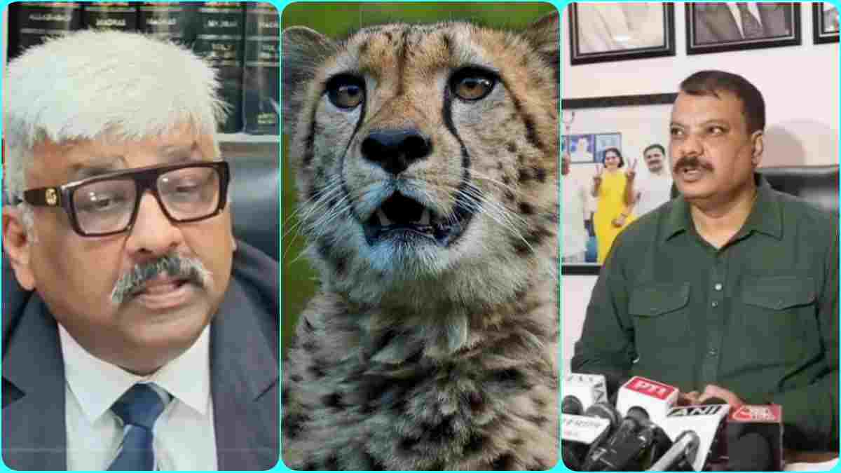 चीते की मौत को लेकर CBI जांच की मांग: हाईकोर्ट में याचिका दायर, कूनो के आसपास शिकार का उठाया मुद्दा, उमंग सिंघार ने उठाए सवाल