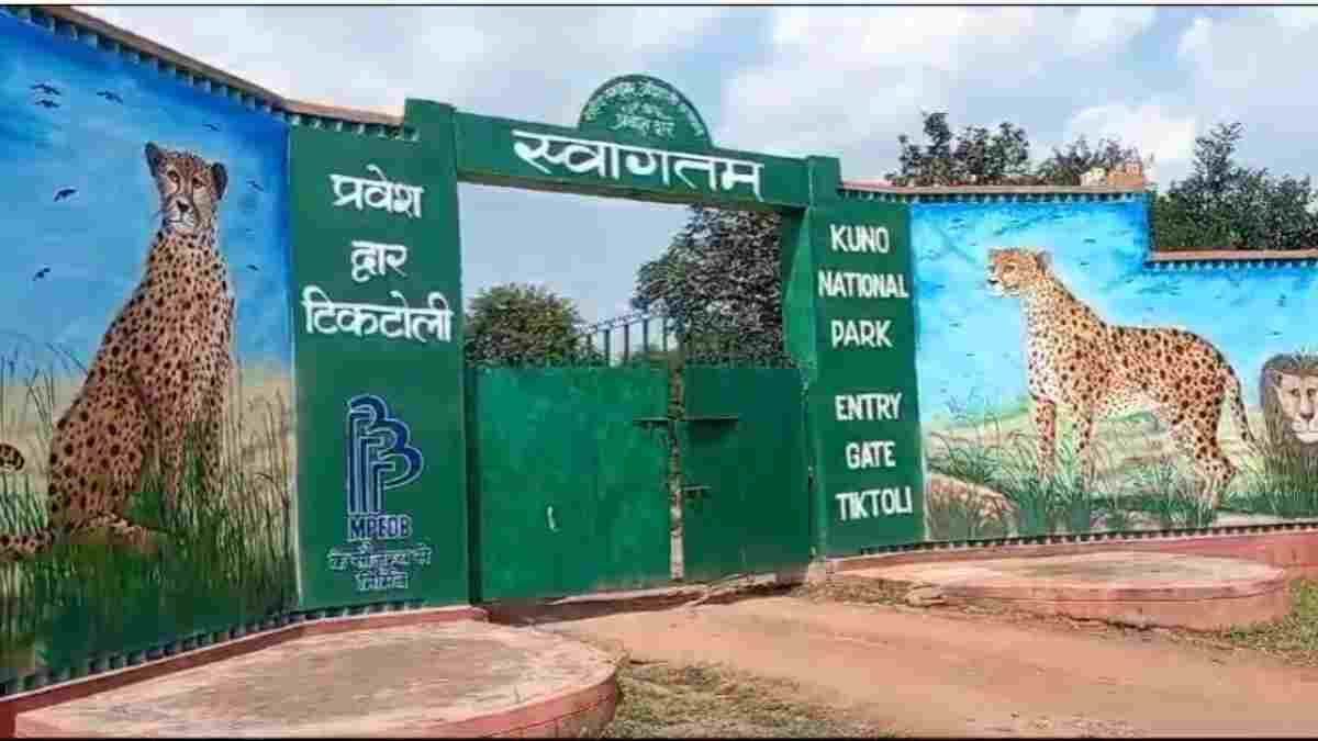 कूनो में चीते की मौत के मामले में बड़ी कार्रवाई: 3 आरोपी गिरफ्तार, दो बंदूक भी बरामद
