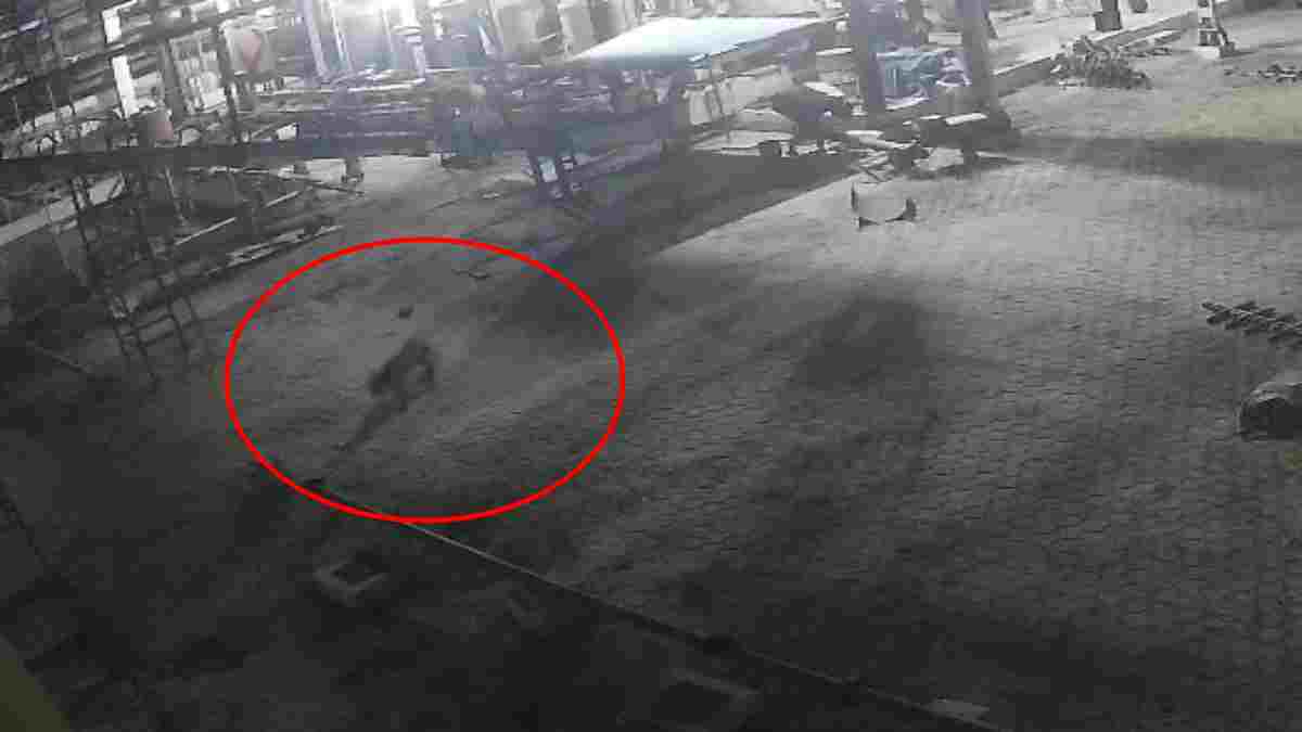सोयाबीन प्लांट में घुसा तेंदुआ, 2 दिन से मची दहशत, प्रबंधन और वन विभाग की बड़ी लापरवाही आई सामने