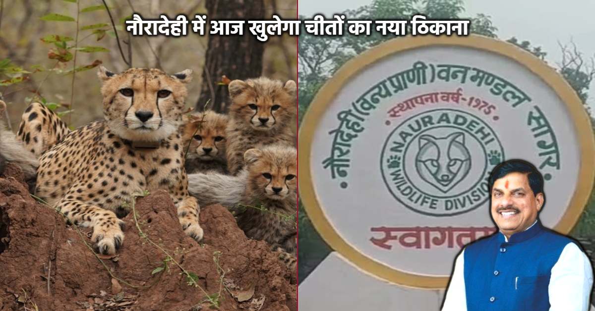 चीतों के स्वागत को तैयार नौरादेही अभयारण्य: मध्य प्रदेश में बसाया जाएगा नया आशियाना, सीएम डॉ मोहन करेंगे रिलीज