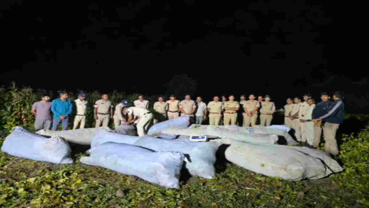 शासकीय जमीन पर गांजे की खेती का भंडाफोड़, पुलिस ने 70 लाख के 2,948 पौधे किए जब्त 