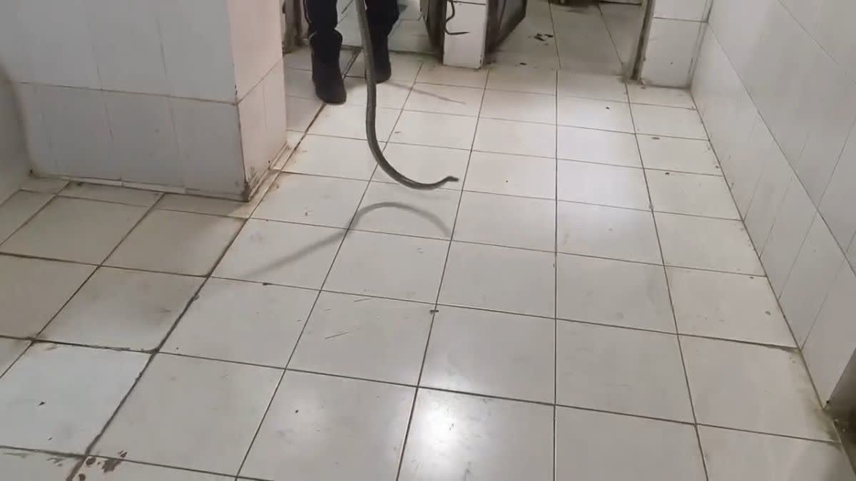 RTU में छात्र की मौत के अगले दिन हॉस्टल के टॉयलेट में मिला सांप, कैंपस में हड़कंप