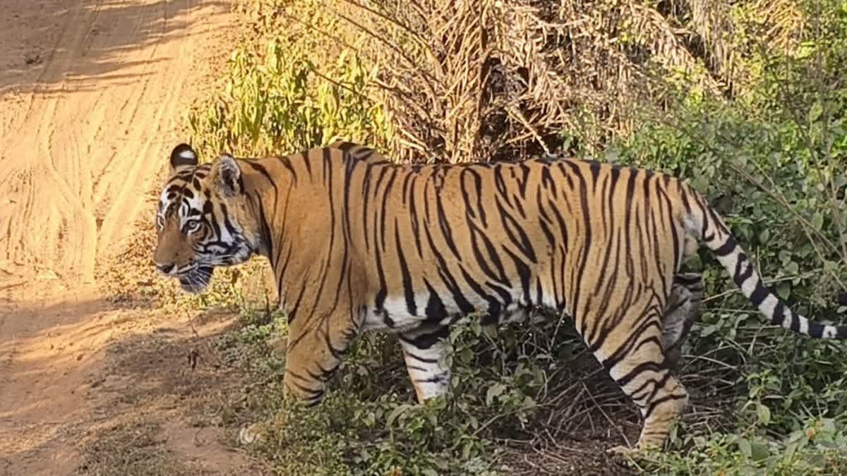 रणथंभौर में बाघिन T-2403 के साथ दिखे 3 शावक, कैमरा ट्रैप से खुलेगा एक और राज