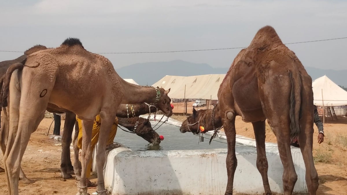 पुष्कर पशु मेले में प्लॉट चाहिए तो ध्यान दें! 520 भूखंडों के लिए 7 अक्टूबर से लागू होगा नया सिस्टम
