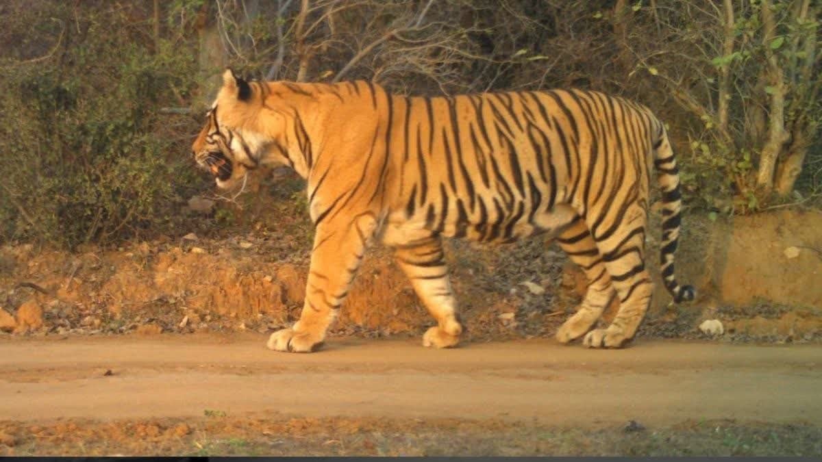 रणथंभौर में बाघ T-108 के चेहरे पर चोट, क्या दूसरे बाघ से हुई भिड़ंत?