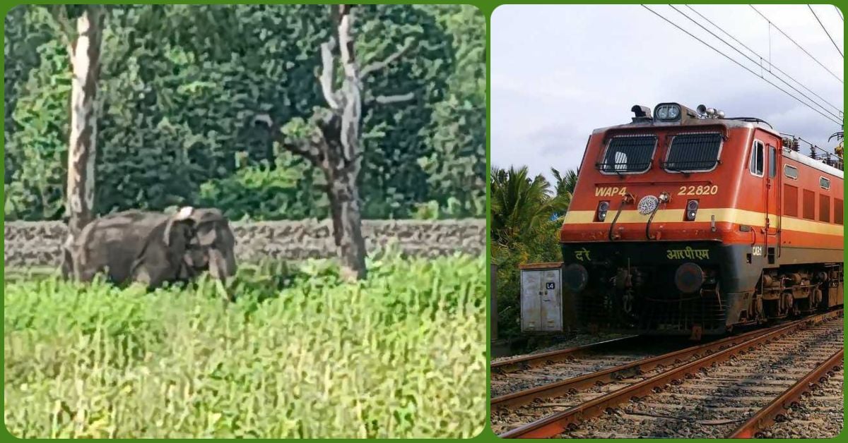 ब्यौहारी में रेलवे ट्रैक पर पहुंचा कॉलर वाला हाथी, हादसे को रोकने रेलवे और बिजली विभाग हाई अलर्ट पर