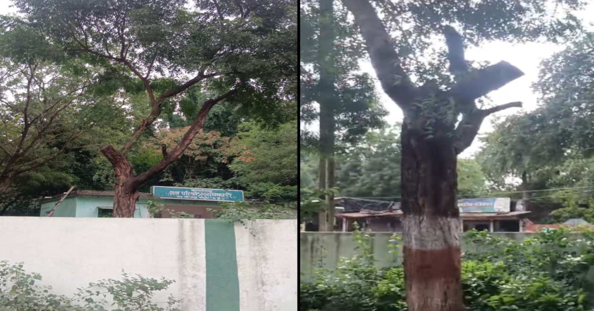 सीहोर वन विभाग का गजब कारनामा, खुद के ‘रेंज ऑफिस’ में कट रही हरियाली; रक्षक ही बन गए भक्षक