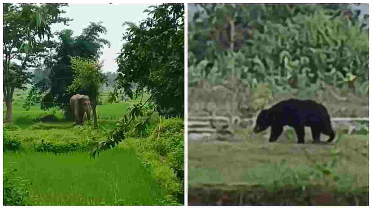 कहीं भालू के  हमले से किसान की मौत तो कहीं हाथी का मूवमेंट: शहडोल के जंगलों में 100 से ज्यादा भालू, क्यों बढ़ रहा वन्यजीवों का मूवमेंट