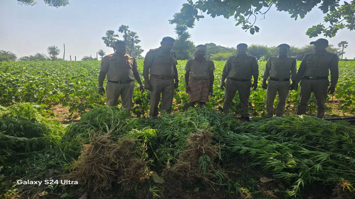 गांजे की अवैध खेती पर पुलिस का शिकंजाः 4 थानों की संयुक्त कार्रवाई में 2070 पौधे जब्त, कीमत करीब 1 करोड़