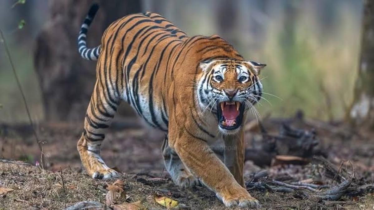 बाघ की आमद से ग्रामीणों में दहशत: बैल को बनाया शिकार, ट्रैप कैमरे से हो रही निगरानी