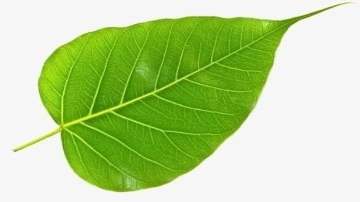 जिद्दी और पढ़ाई से दूर भागने वाले बच्चों के लिए माता-पिता अपनाएं यह असरदार उपाय …