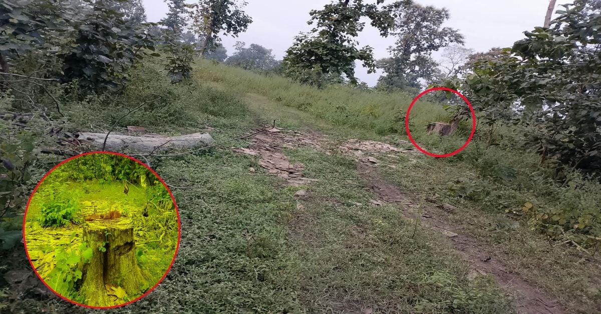 बुधनी के रेहटी जंगल में सागौन की अवैध कटाई: ढाबा बीट में मिले ताजे कटे पेड़ों के ठूंठ, उठे गंभीर सवाल