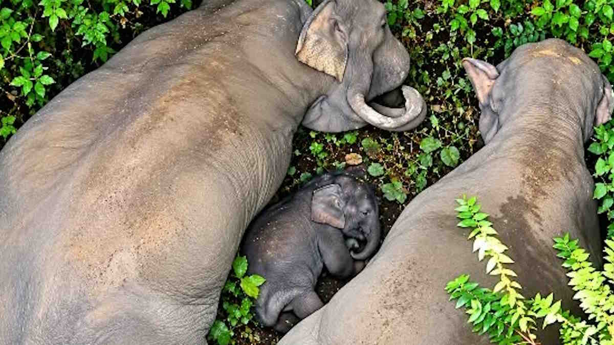 हाथियों के झुंड में नन्हे ‘काशी’ के आने पर ग्रामीणों ने मनाई छठी, नामकरण के बाद मंदिर में भजन-कीर्तन के बाद बांटी गई प्रसादी