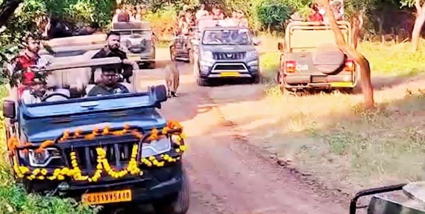 गिर सफारी 8 दिन पहले शुरू: पहले ही दिन पर्यटकों को दिखे शेर-शेरनी और शावक