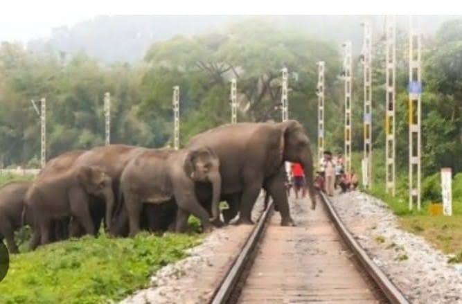 Jharkhand Railway: रेलवे ट्रैक पर 11 हाथियों का झुंड, डेढ़ घंटे थमी ट्रेनों की रफ्तार, कई एक्सप्रेस ट्रेनें हुईं प्रभावित
