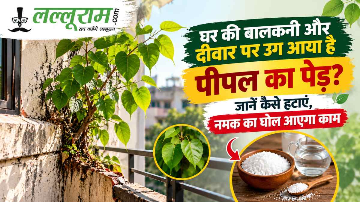 घर की बालकनी और दीवार पर उग आया है पीपल का पेड़? जानें कैसे हटाएं, नमक का घोल आएगा काम