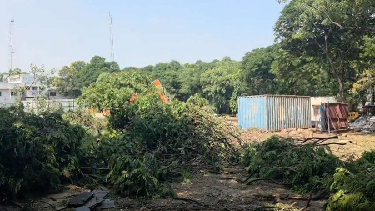 उजड़ रहा है तोतों का ‘घरौंदा’: हाईकोर्ट के आदेश के बाद कटाई शुरू, क्या बेघर परिंदों को इंसाफ दे पाएगी कागजी हरियाली? 182 पेड़ काटने की जगह लगाने होंगे 2500 पेड़