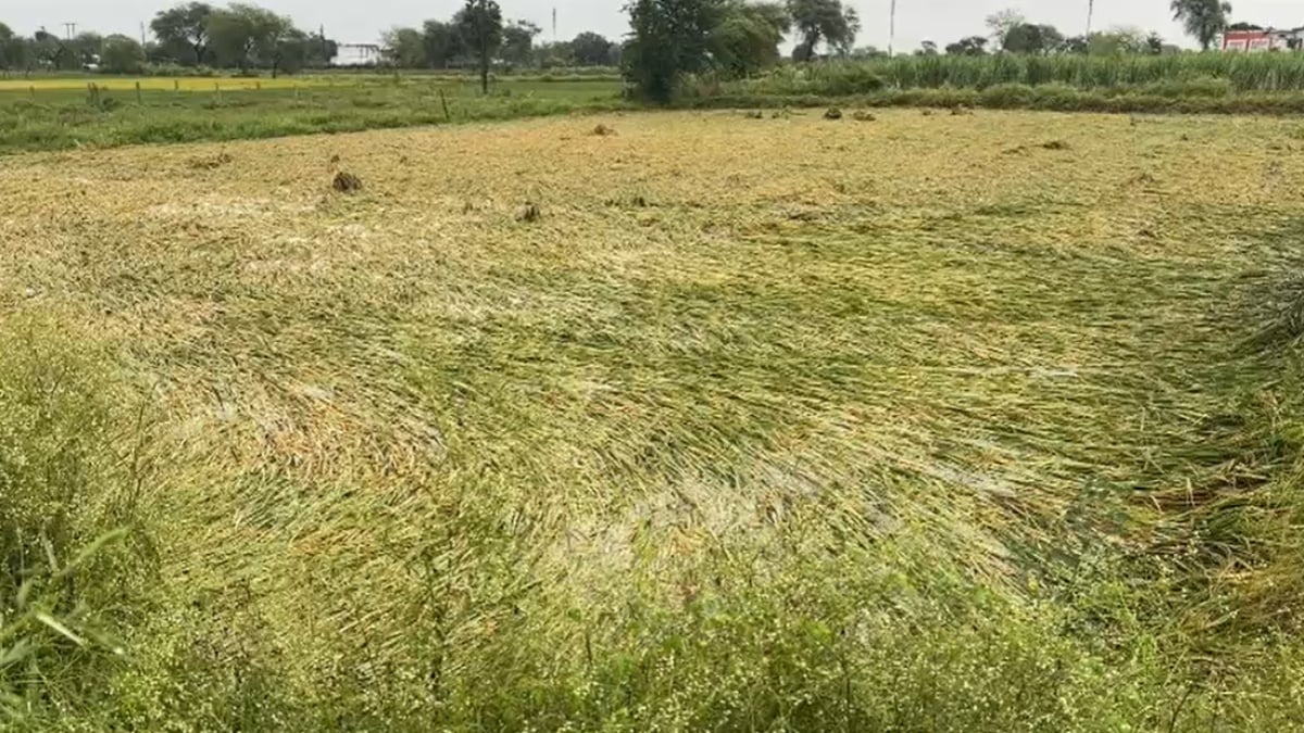 धान की फसल पर कुदरत का कहर : लोकगीत गाकर किसानों ने बयां किया दर्द, सरकार से मुआवजे की लगाई गुहार, देखें Video…