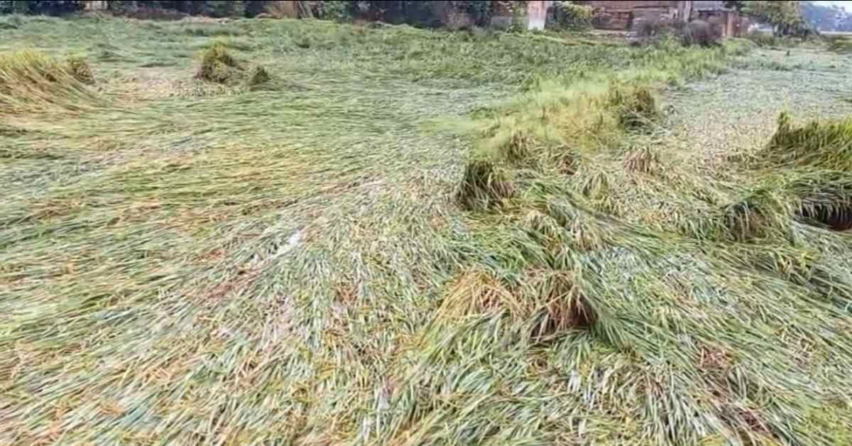 खेतों में बिछ गई किसानों की मेहनत, अरनब तूफान ने उजाड़ी धान की फसल