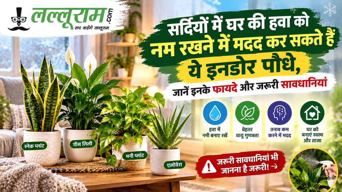 सर्दियों में घर की हवा को नम रखने में मदद कर सकते हैं ये इनडोर पौधे, जानें इनके फायदे और जरूरी सावधानियां