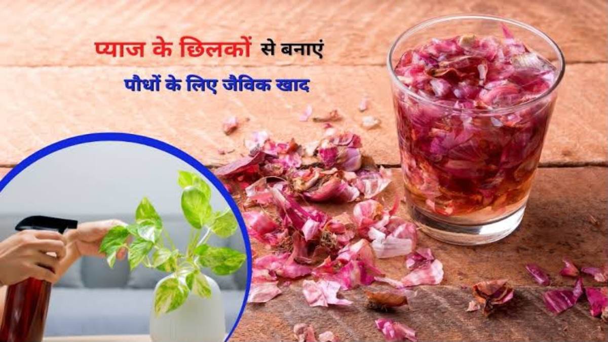प्याज के छिलकों से घर पर बनाएं लिक्विड खाद, जानें पौधों में इस्तेमाल करने का सही तरीका