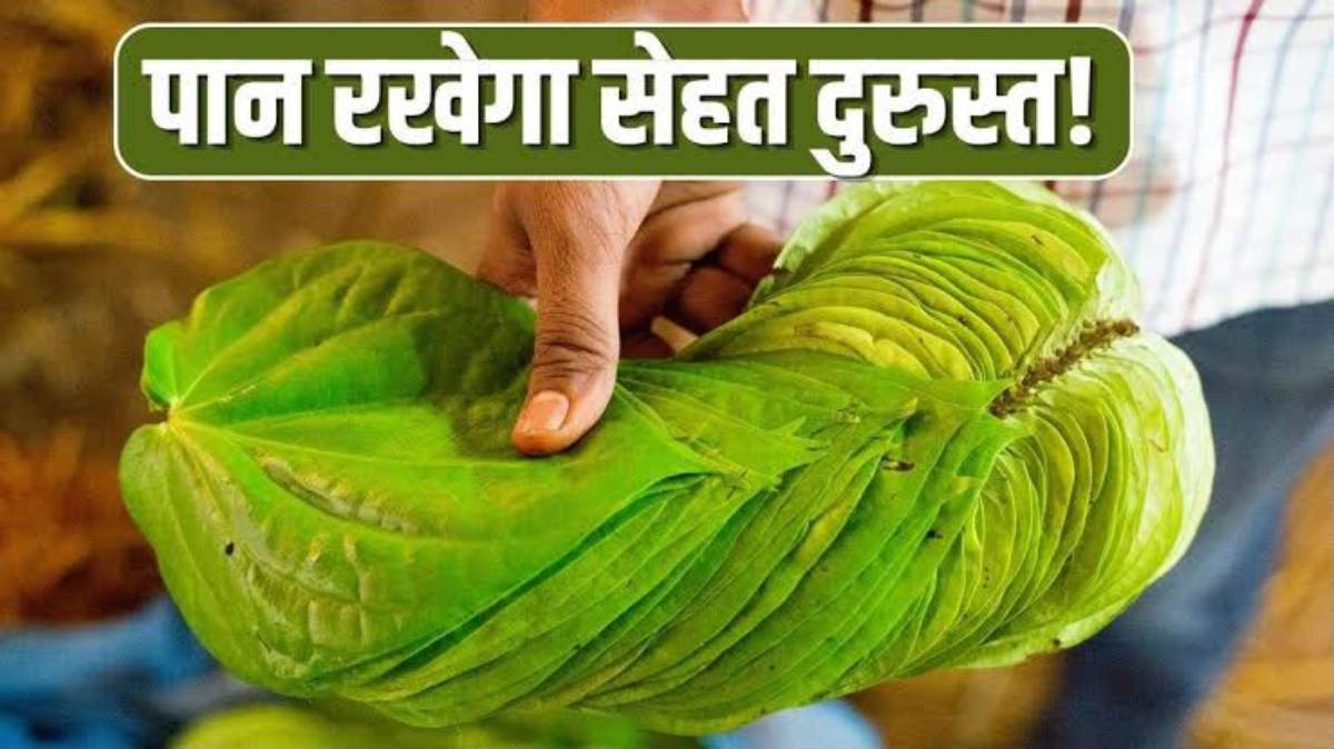 बदलते मौसम में पान के ये नुस्खे आ सकते हैं काम, दादी-नानी के जमाने से हो रहे इस्तेमाल