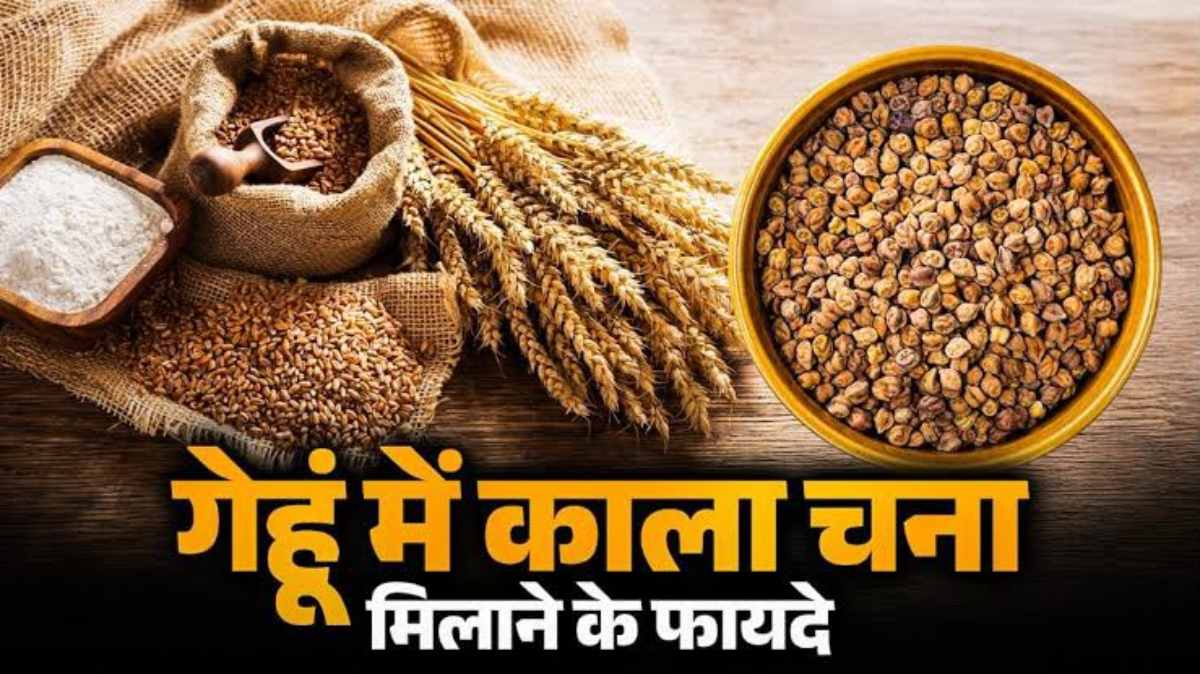 गेहूं पिसवाते समय क्यों मिलाते हैं काला चना? फायदे जान रोज खाएंगे इस आटे की रोटियां