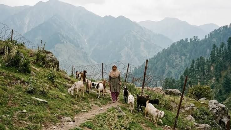 Poonch News: पुंछ में 8 बकरियों के साथ LoC पार कर PoK पहुंची महिला, सुरक्षा एजेंसियां सतर्क