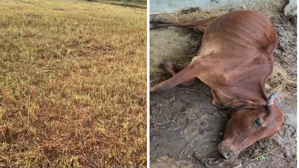 कोदो की नरई चरने से 3 गायों की मौत, 40 बीमार, पशु चिकित्सा विभाग पर लगा इलाज में देरी का आरोप