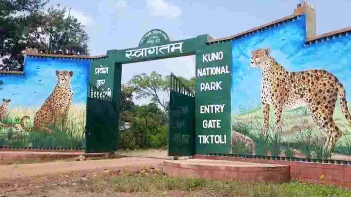 कूनो नेशनल पार्क से बड़ी खबर: 19 महीने का नर चीता घायल, इलाज जारी