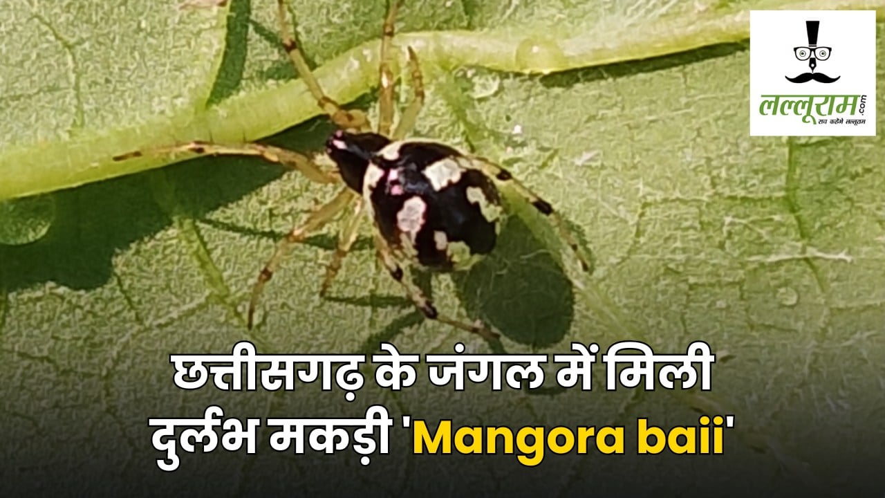 छत्तीसगढ़ के जंगल में मिली दुर्लभ मकड़ी ‘Mangora baii’, चीन के बाद भारत में पहली खोज