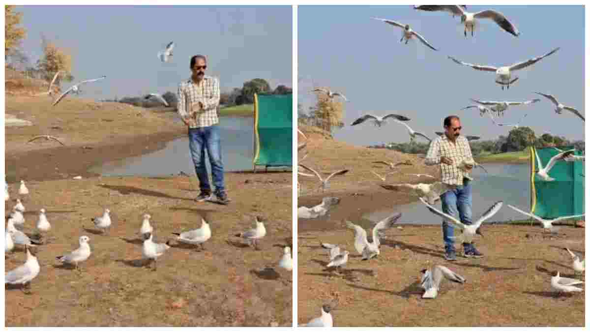 आंधी-तूफान भी नहीं डिगा पाते घोंसले! मंडला से विदाई की तैयारी में एशियन ओपनबिल, बारिश से जुड़ी है इनके आने की कहानी