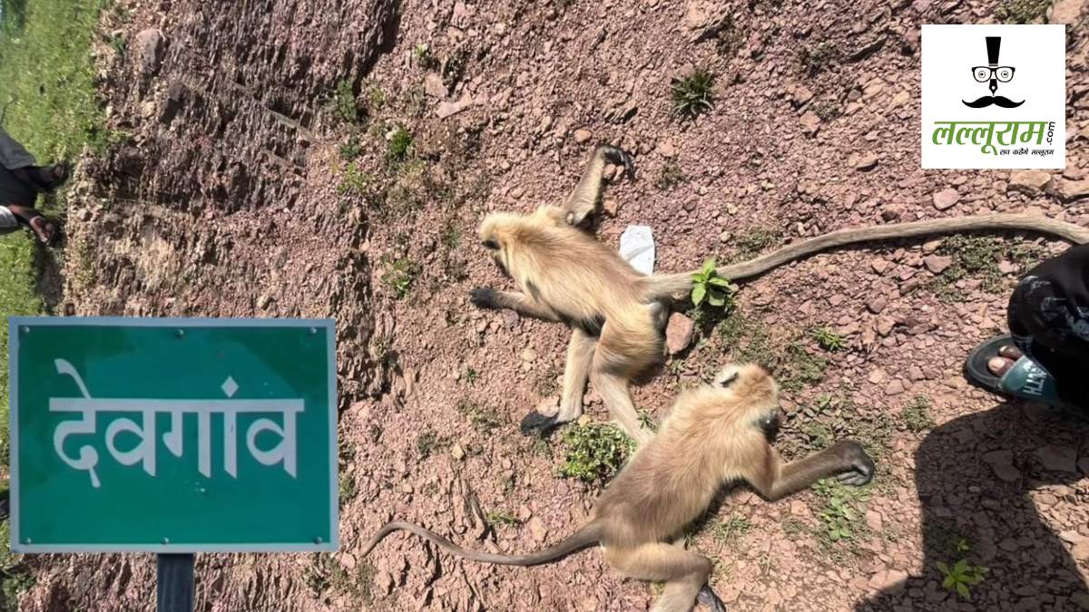 CG News : गोली मारकर 20 से ज्यादा बंदरों की हत्या का आरोप, विभाग को मिले सिर्फ 2 कंकाल, पीएम रिपोर्ट का इंतजार