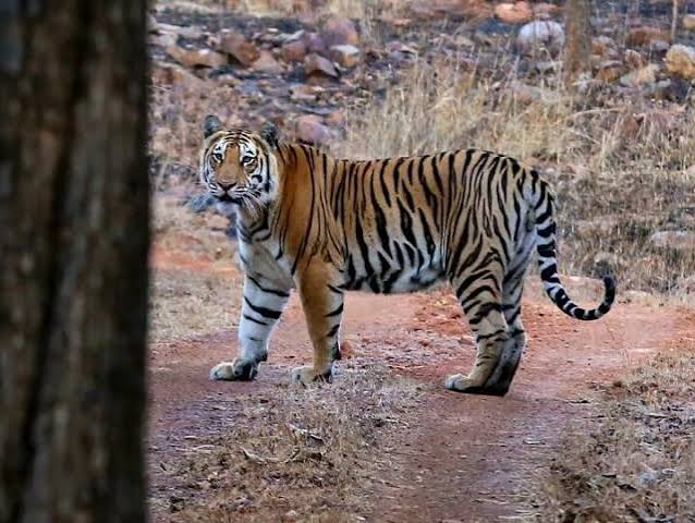 Palamu Tiger Reserve: पलामू टाइगर रिजर्व में फिर गूंजेगी बाघों की दहाड़, 2 बाघिन और 1 बाघ लाने की तैयारी, 50 से शून्य हो गई थी संख्या